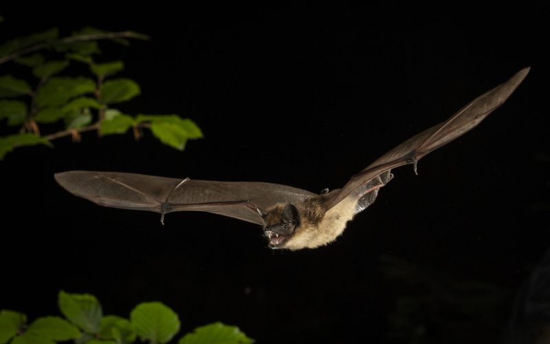 Laatvlieger_2024_Luxemburg_Johann Prescher_1